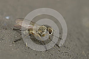 Closeup on a pale colored Muscidae Tiger fly, Coenosia testacea sitting on a grey-surface