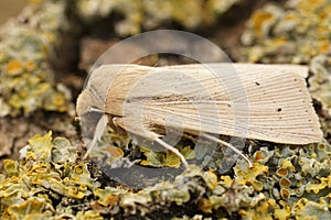 Closeup on the pale colored Southern Wainscot owlet moth, Mythimna straminea sitting on wood