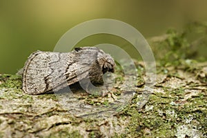 Closeup on the pale oak eggar moth, Trichiura crataegi, sitting on wood