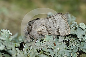 Closeup on the pale oak eggar moth, Trichiura crataegi, sitting on wood