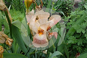 Closeup of pale orange flower of bearded iris