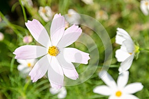A closeup pale-pink flower named COSMOS
