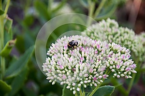 Closeup of pale pink flowering Hemp Agrimony or Eupatorium canna