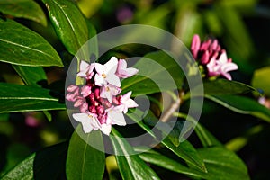 Closeup of pale pink flowers on a Winter Daphne plant blooming in a sunny garden