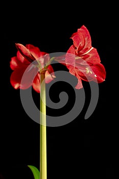 Closeup of pale red amaryllis flower on black background Two big blossoms.