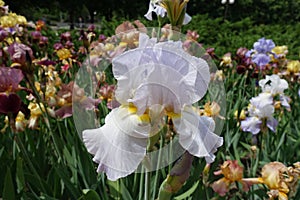 Closeup of pale violet flower of iris in May