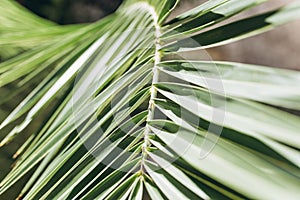 Closeup palm branch background