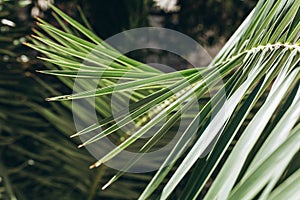 Closeup palm branch background