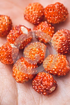 Closeup palm holds a handful of ripe wild strawberries. Vegan food concept. Carefree summer day. Selective focus macro