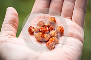Closeup palm holds a handful of ripe wild strawberries. Vegan food concept. Carefree summer day. Selective focus macro