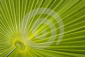 Closeup of palm leaf pattern