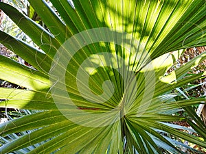 Closeup of Palm Leaf of Sabel Palm at the Sabel Palm Sanctuary, Sabal palmetto