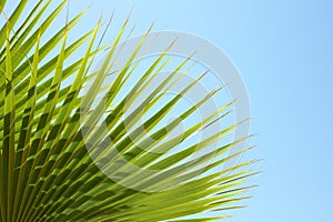 Closeup of palm leaves on blue sky