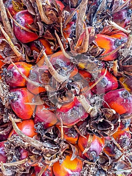 Closeup of Palm Oil Kernel Fruit.