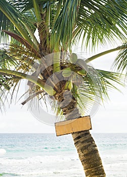 Closeup of palm tree with blank wooden sign in front of clear bl
