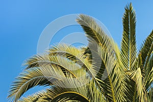 Closeup of palm tree fronds