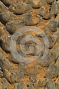 Closeup of Palm Tree Trunk