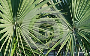 Closeup of pair of palmetto leaf abstract texture pattern background