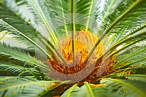Closeup of palmtree photo