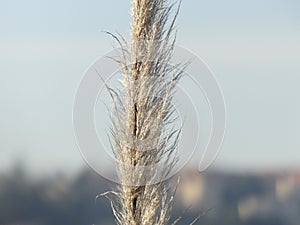 Closeup of Pampas grass (Cortaderia) on blurred background