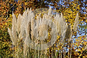 Closeup of pampas grass in France