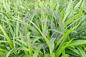 Closeup of Pandan leaf