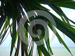 Closeup of Pandanaceae tree with its fruit