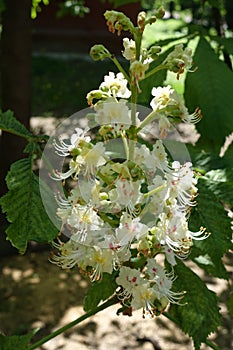 Closeup of panicle of Aesculus hippocastanum