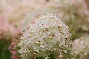 Closeup of panicle hydrangea flower cluster outdoors