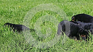 Closeup panorama on little black german shepherd puppies relax in green grass