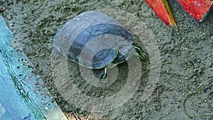 Closeup panorama on single water turtle resting on gray sand near green pond