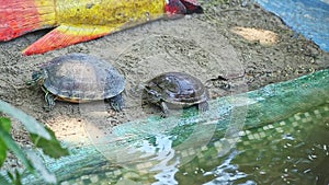 Closeup panorama on two turtles resting on grey sand next to swimming pool