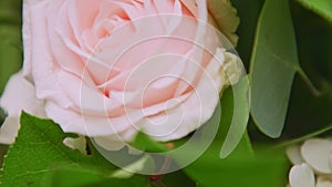 Closeup panorama up on gentle pink rose flower with large green leaves