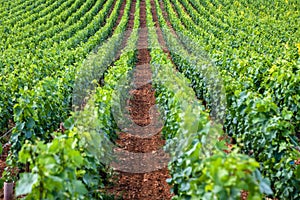 Closeup panoramic shot of rows summer vineyard scenic landscape, plantation, beautiful wine grape branches, sun