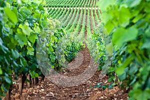 Closeup panoramic shot rows summer vineyard scenic landscape, plantation, beautiful wine grape branches, sun, limestone