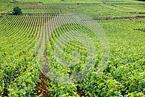 Closeup panoramic shot of rows summer vineyard scenic landscape, plantation, beautiful wine grape branches, sun, limestone land.