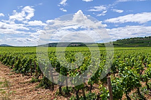 Closeup panoramic shot rows summer vineyard scenic landscape, plantation, beautiful wine grape branches, sun, limestone land.