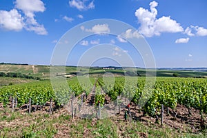 Closeup panoramic shot rows summer vineyard scenic landscape, plantation, beautiful wine grape branches, sun, sky