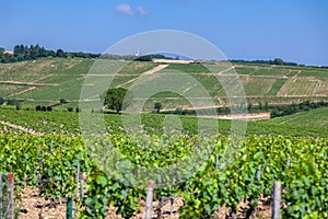 Closeup panoramic shot rows summer vineyard scenic landscape, plantation, beautiful wine grape branches, sun, sky