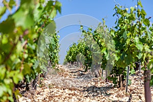 Closeup panoramic shot rows summer vineyard scenic landscape, plantation, beautiful wine grape branches, sun, sky