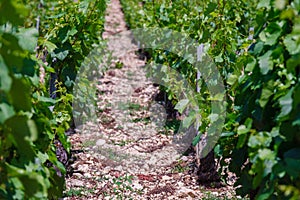 Closeup panoramic shot rows summer vineyard scenic landscape, plantation, beautiful wine grape branches, sun, sky