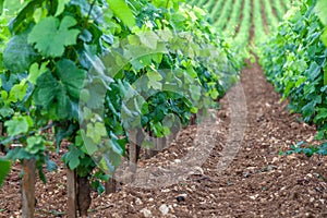 Closeup panoramic shot of rows summer vineyard scenic landscape, plantation, beautiful wine grape branches, sun, sky