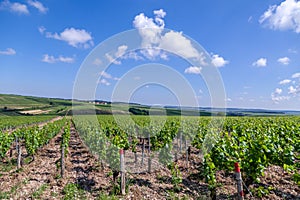 Closeup panoramic shot rows summer vineyard scenic landscape, plantation, beautiful wine grape branches, sun, sky