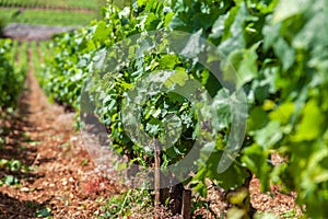 Closeup panoramic shot of rows summer vineyard scenic landscape, plantation, beautiful wine grape branches, sun, sky, limestone