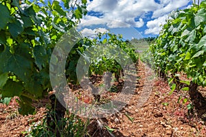 Closeup panoramic shot of rows summer vineyard scenic landscape, plantation, beautiful wine grape vineyard, sun, sky, limestone