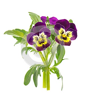 Closeup of pansy isolated on white