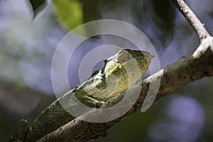 Closeup of a Panther Chameleon (Furcifer pardalis) sitting in a tree