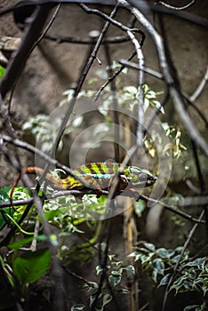 Closeup of panther chameleon lizard iguana green leaves leaf nature natural habitat zoo enclosure pet branches bokeh sharp focus