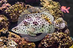 Closeup of a panther grouper, white with black spotter tropical fish, exotic pet from the indo-pacific ocean
