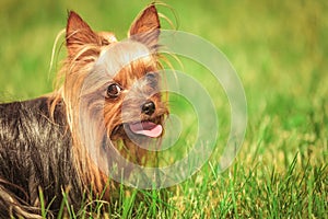 Closeup of a panting yorkshire terrier puppy dog